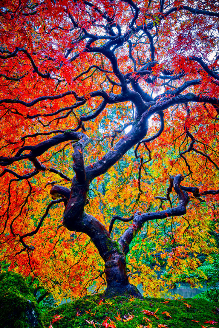 The Japanese Maple photo. Portland, Oregon