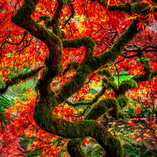 The Fire Maple photo. Bainbridge Island, WA
