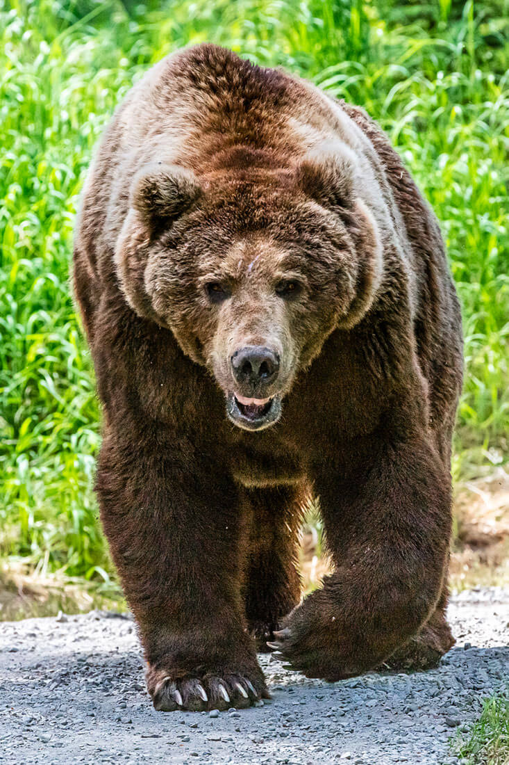 The Encounter. Brown Bear photo. Wildlife. Katmai National Park, Alaska