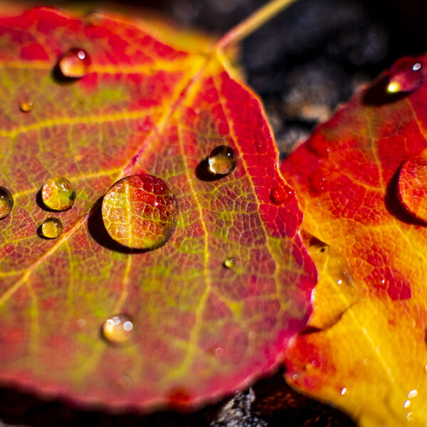 Aspen Leaf Droplets