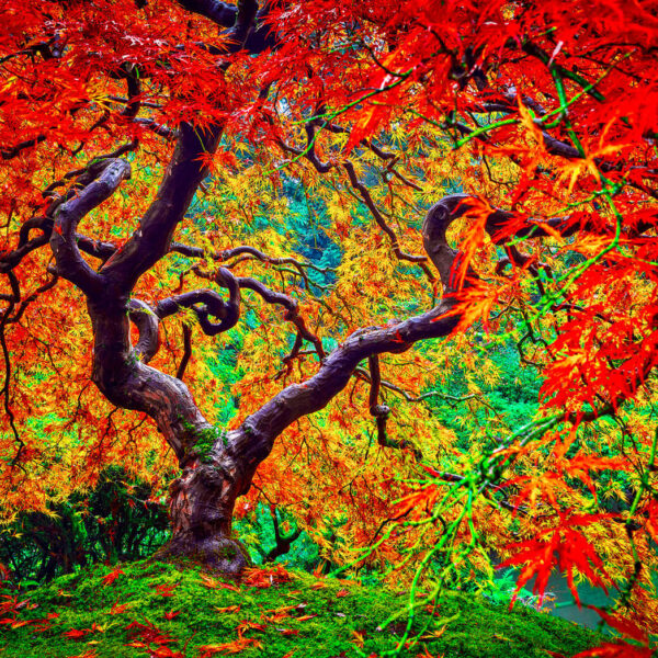 Entering Maple. Nature's Brillance, fall colors. Portland, OR