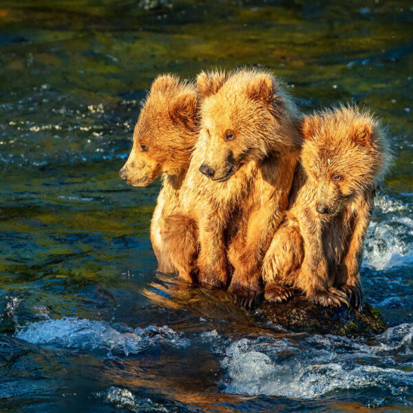 Mid River Trio. Bears, Bear cubs, Cubs, Brown bears, rivers