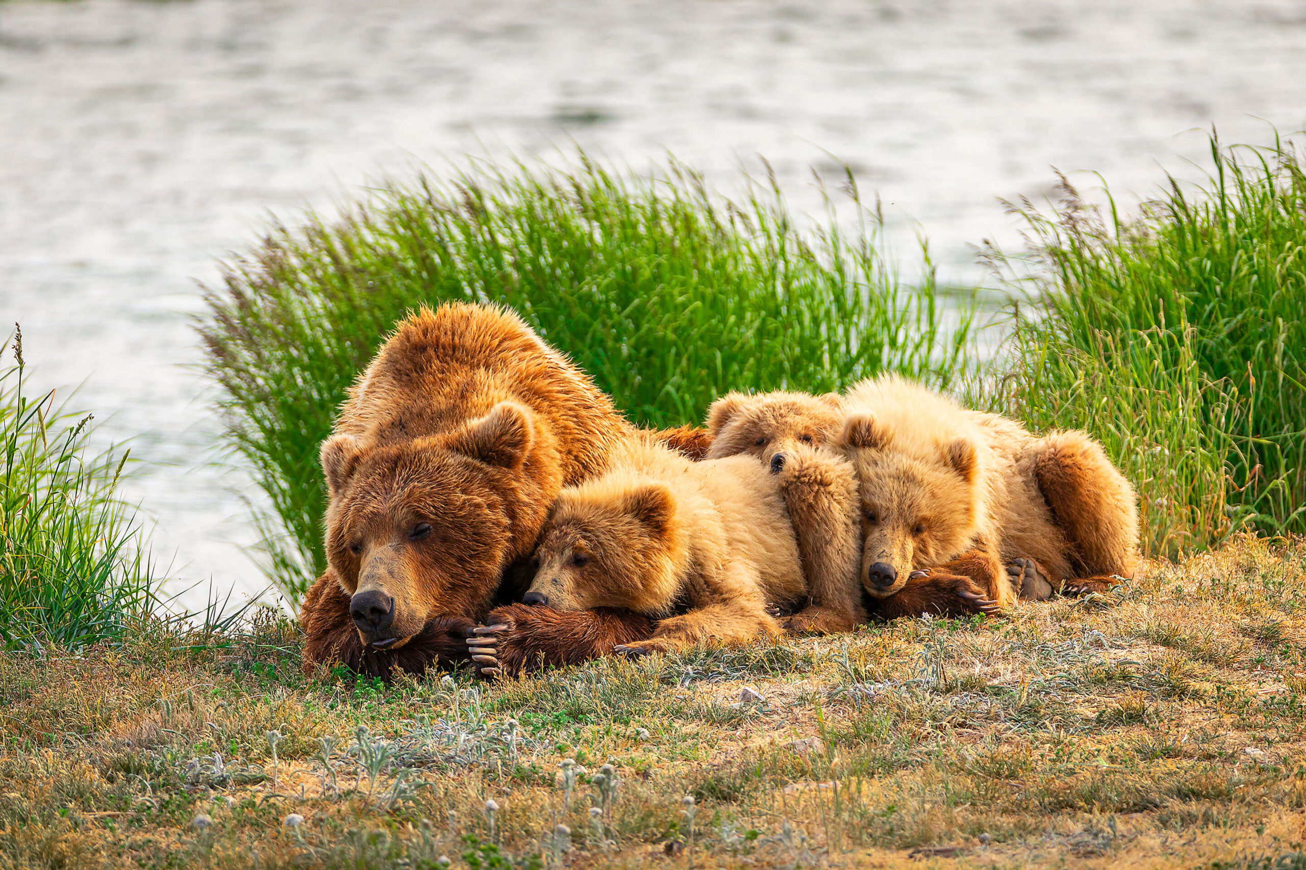 Mom & Cubs Sleeping. Brown Bear, bear. Katmai National Park, Alaska