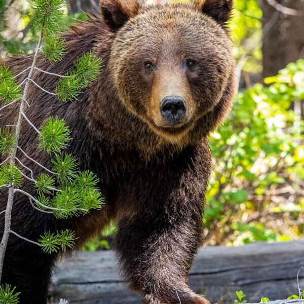 Grizzly #399 Portrait