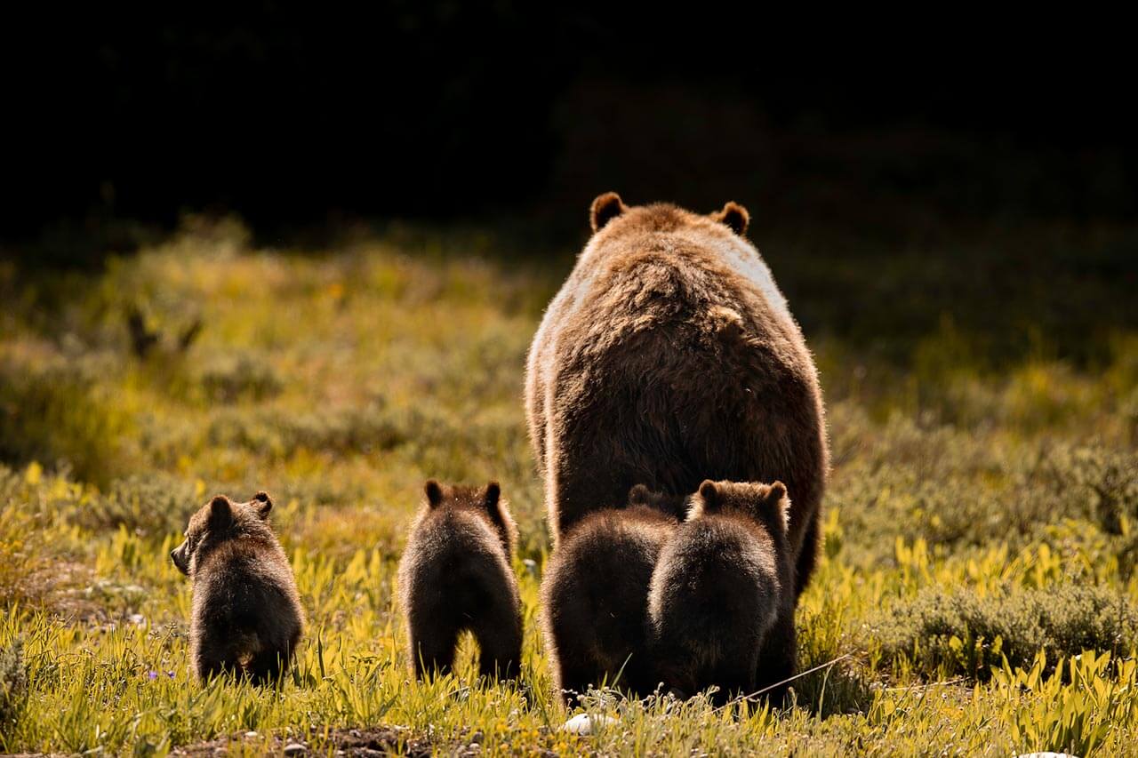 #399 bear. Grizzly Bear 399. Wildlife photography