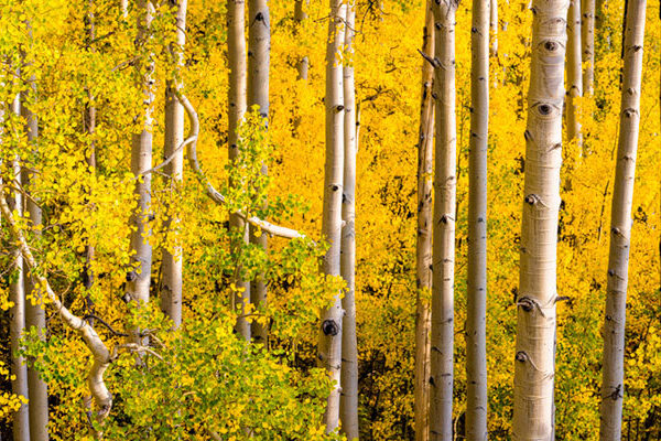 The Aspen Forest