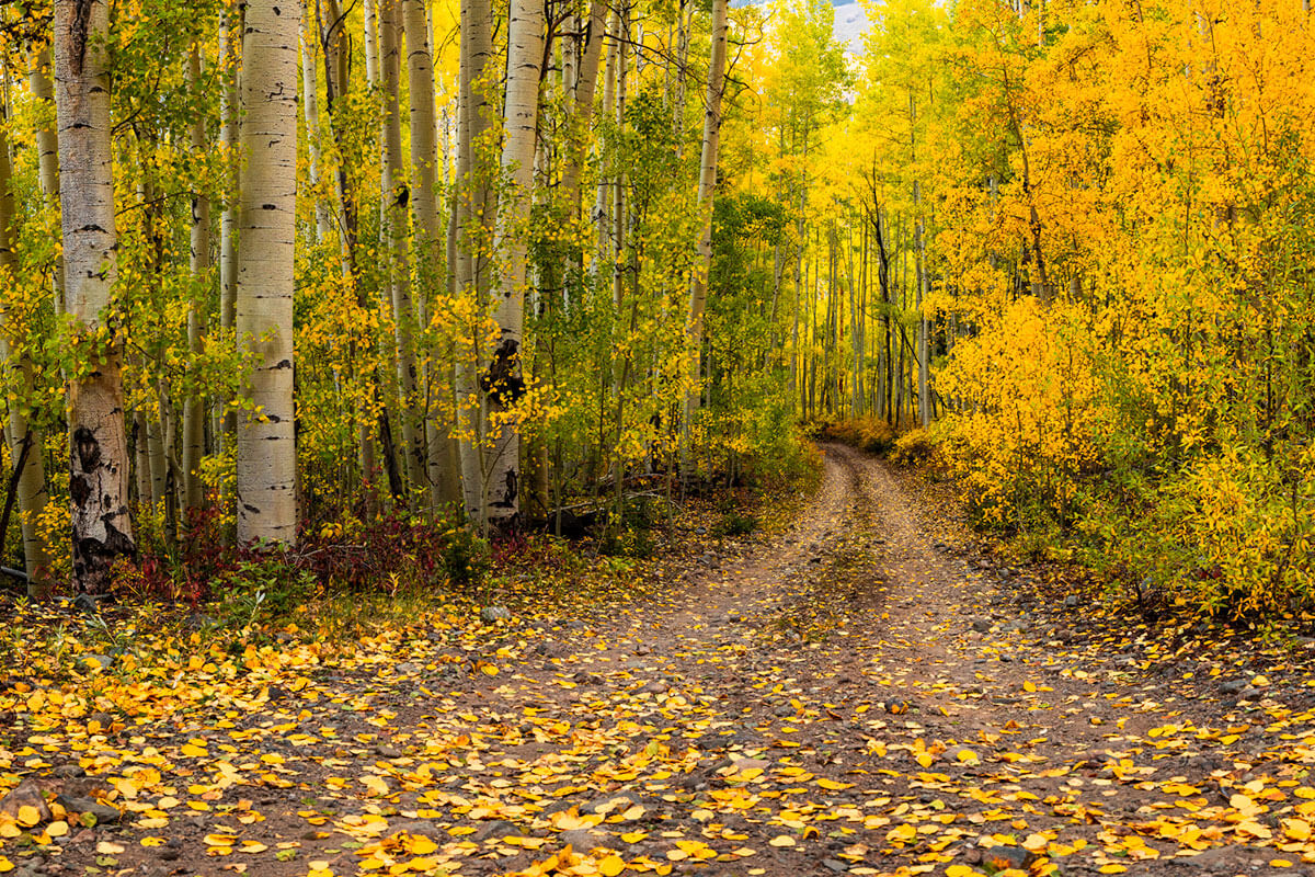 Aspen Road