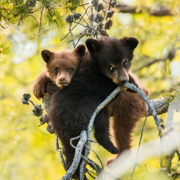 Hang in There