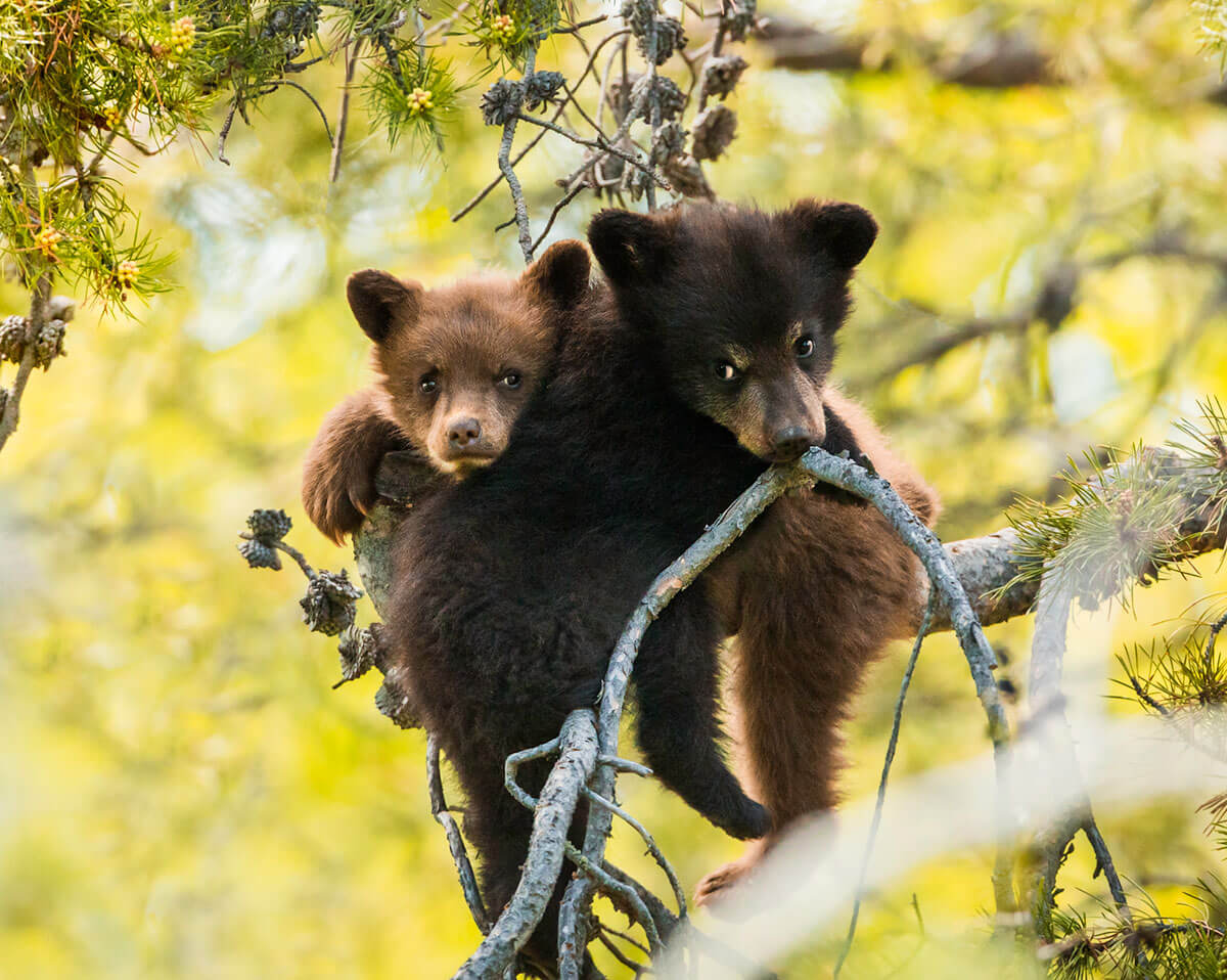 Hang in There