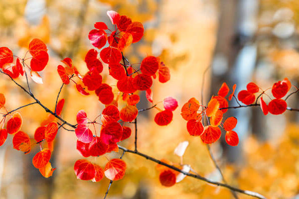 The Red Leaves