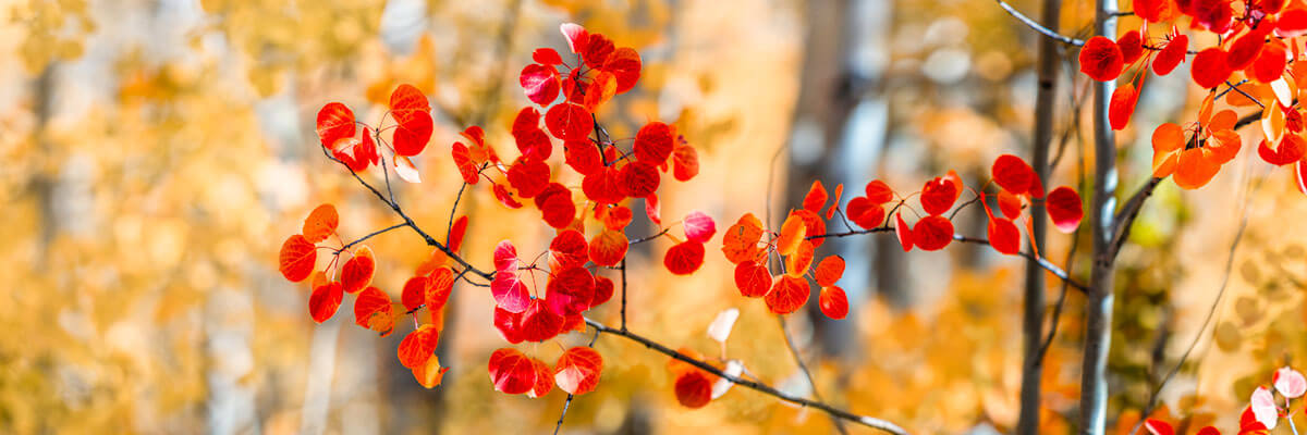 The Red Leaves