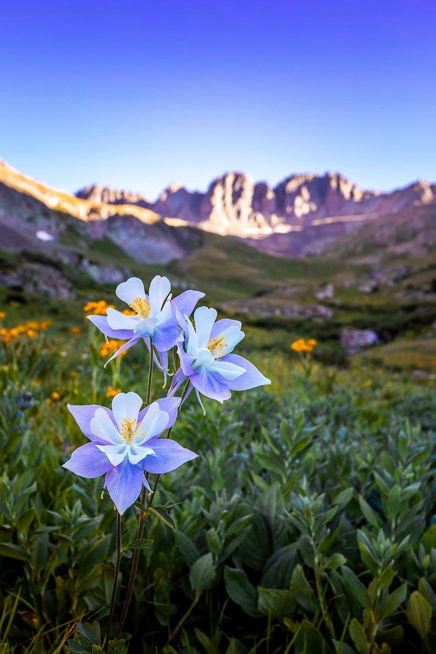 Columbine