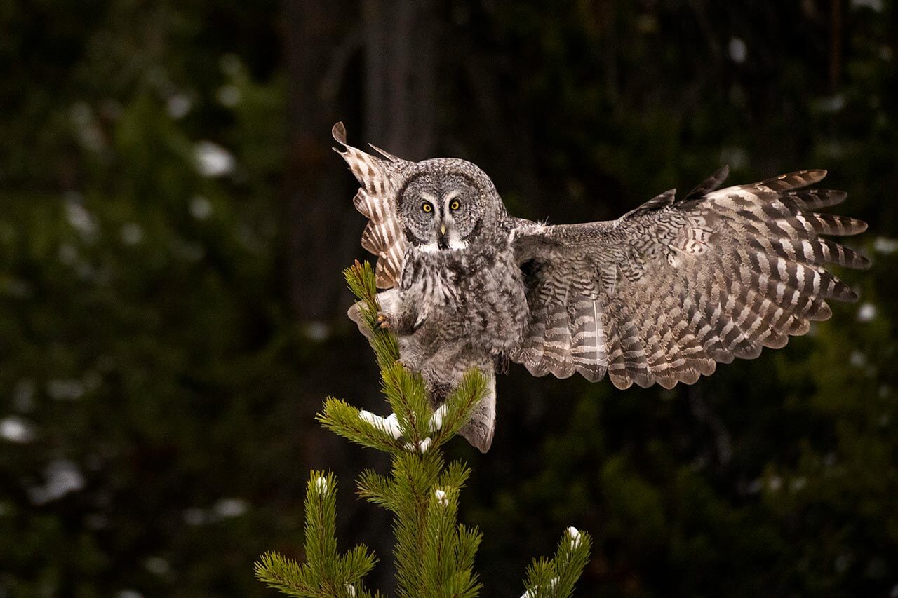 Great Gray Landing