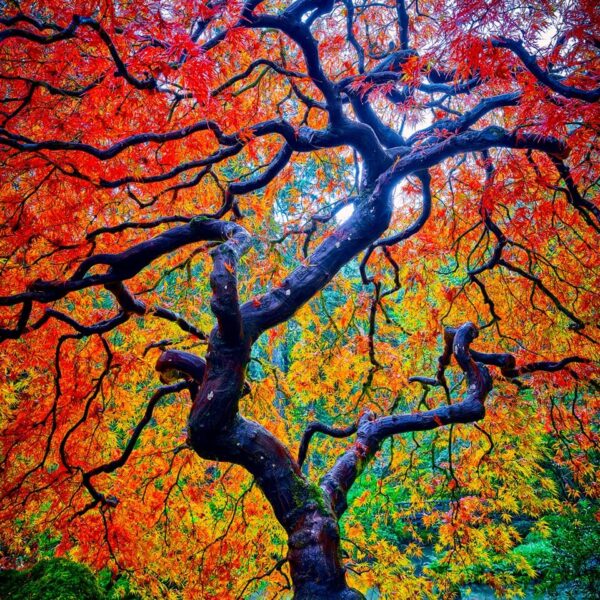 The Japanese Maple - Special Limit Item