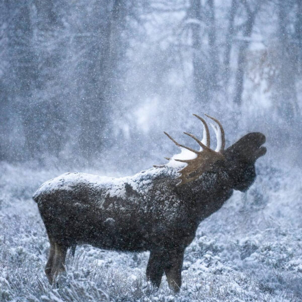 Singing In The Snow