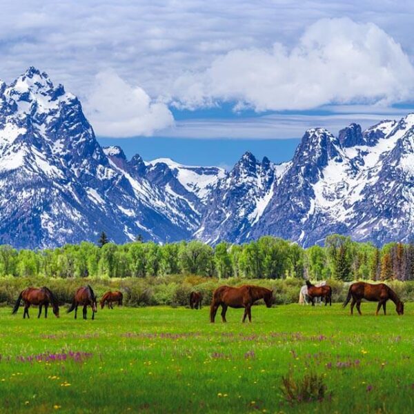 The Teton Horses