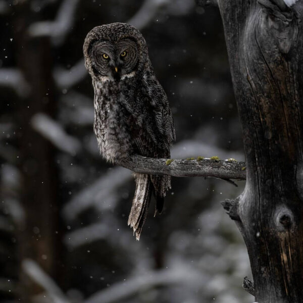 The Night Watchman