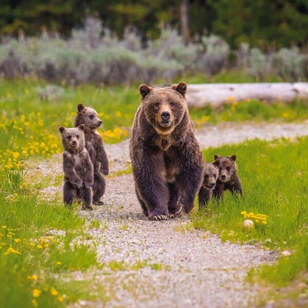 The Queen and Cubs
