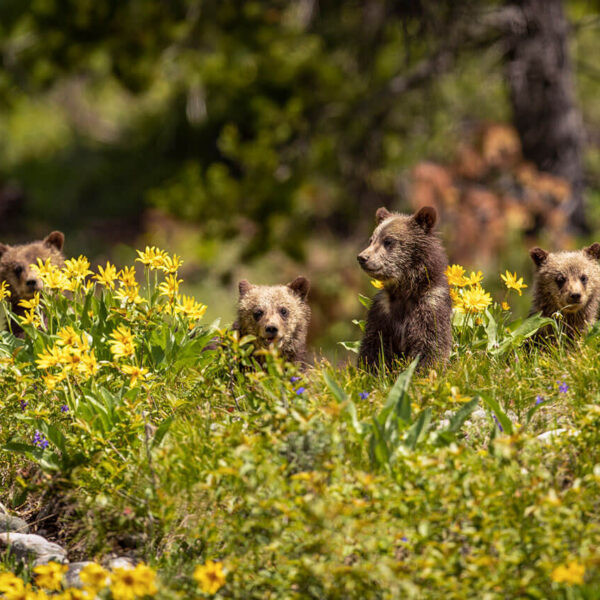 #399's Cubs Amongst Flowers
