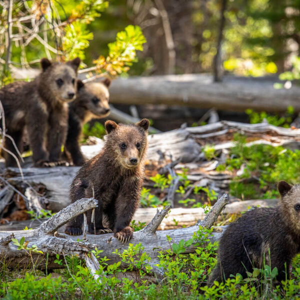 Cubs Crossing Logs