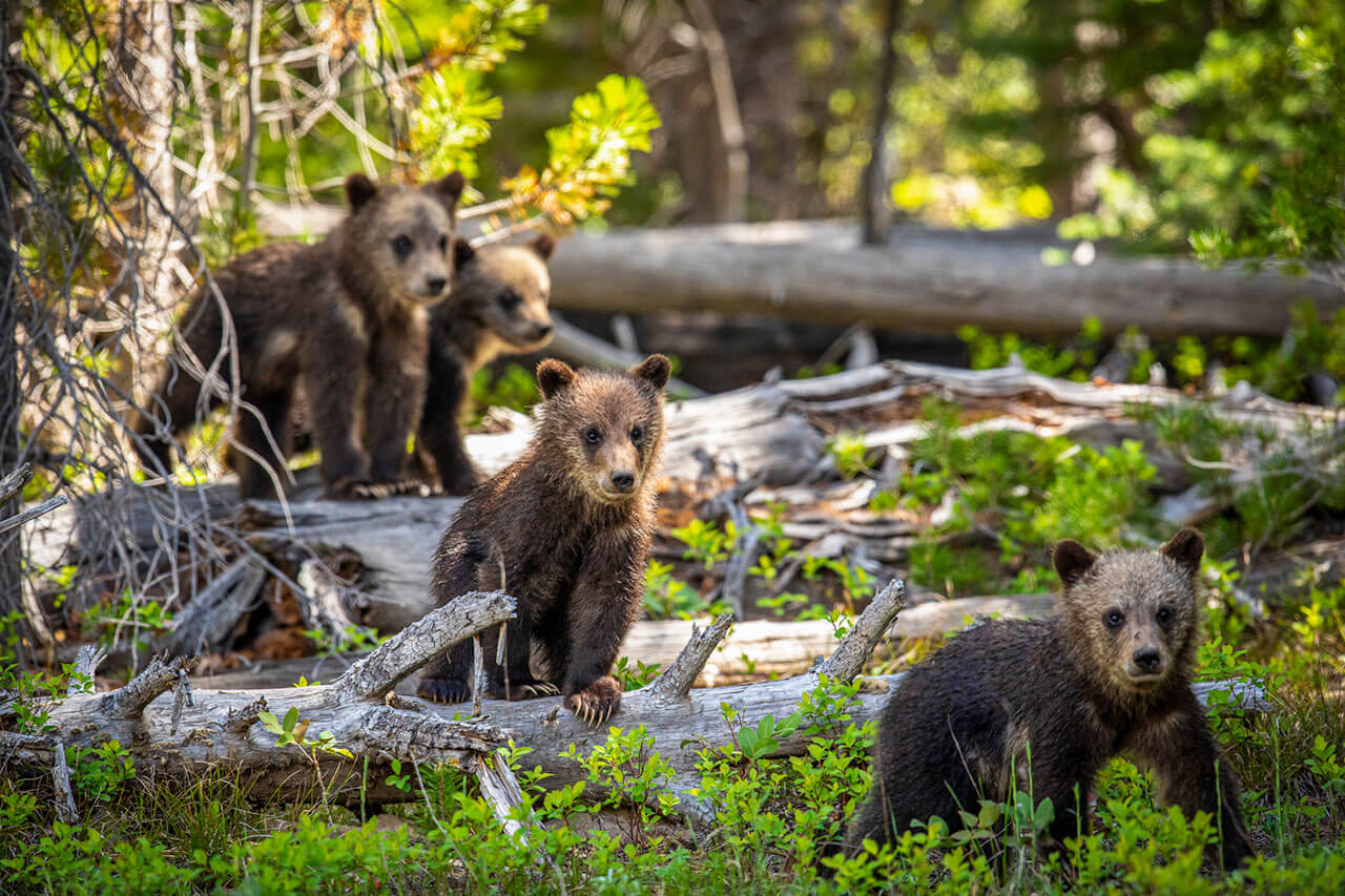 Cubs Crossing Logs