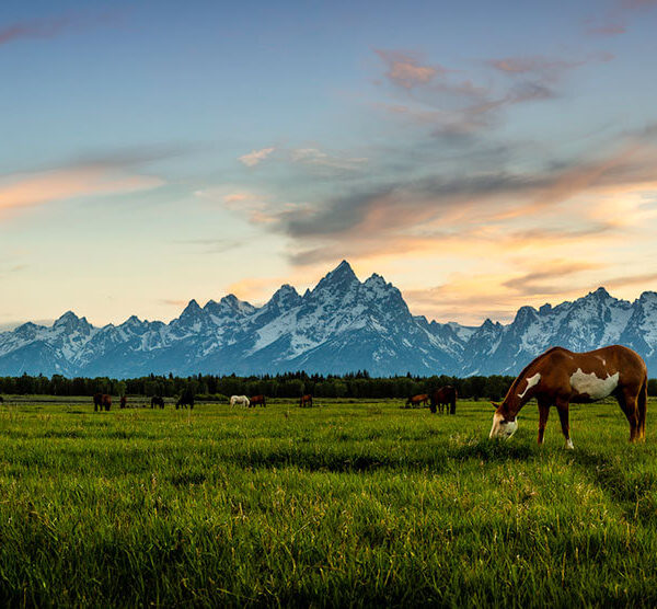 Evening Horse