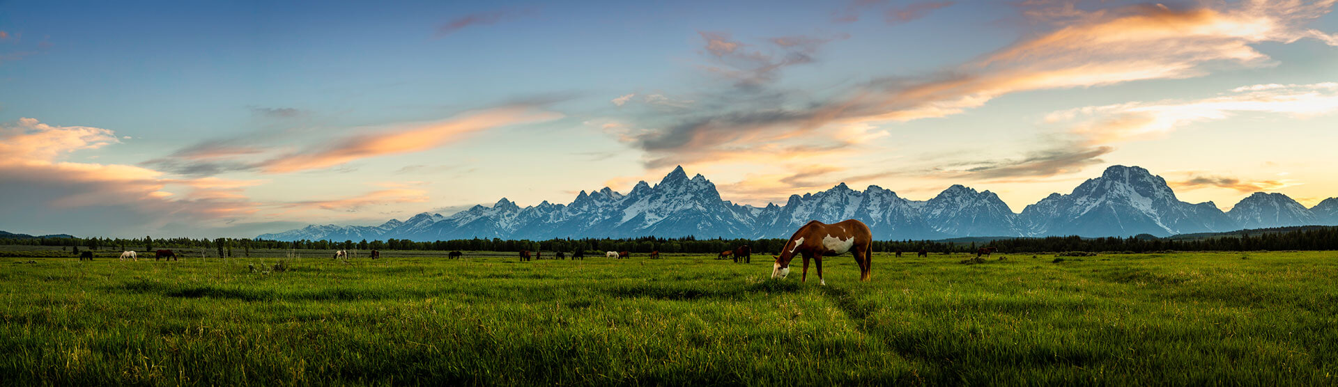 Evening Horse