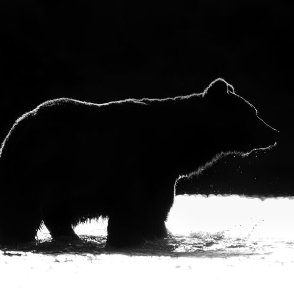 Backlit Brown Bear