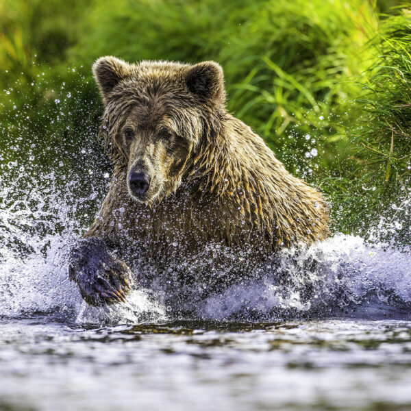 Brown Bear Pounce