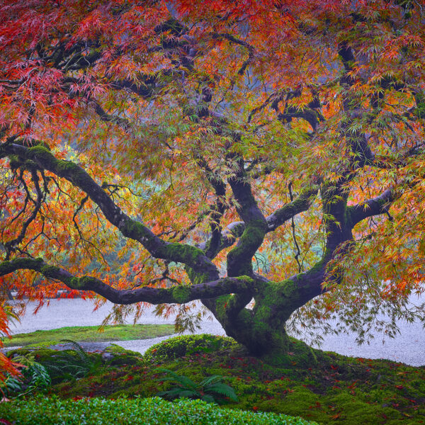 The Ghost Maple