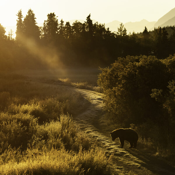 Morning Sunrise in Katmai
