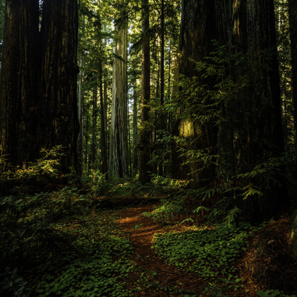 Redwood Path