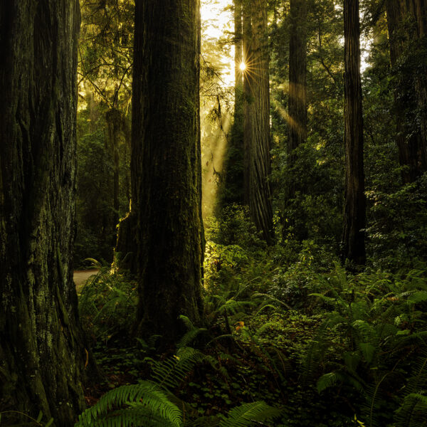 Seeking Light
