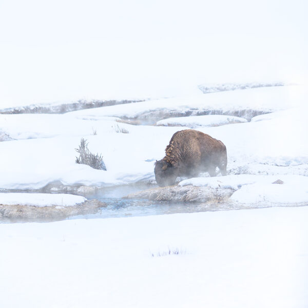 Bison in the Mist