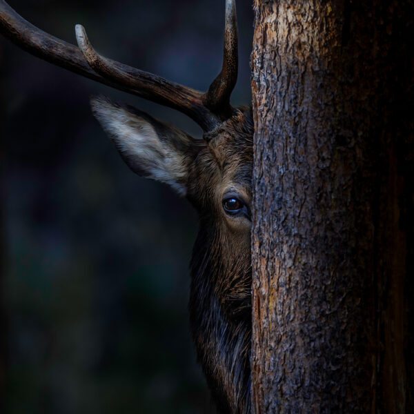 Hide N Seek Champion