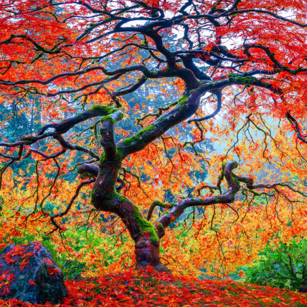 Consuming Fire ~ Japanese Maple