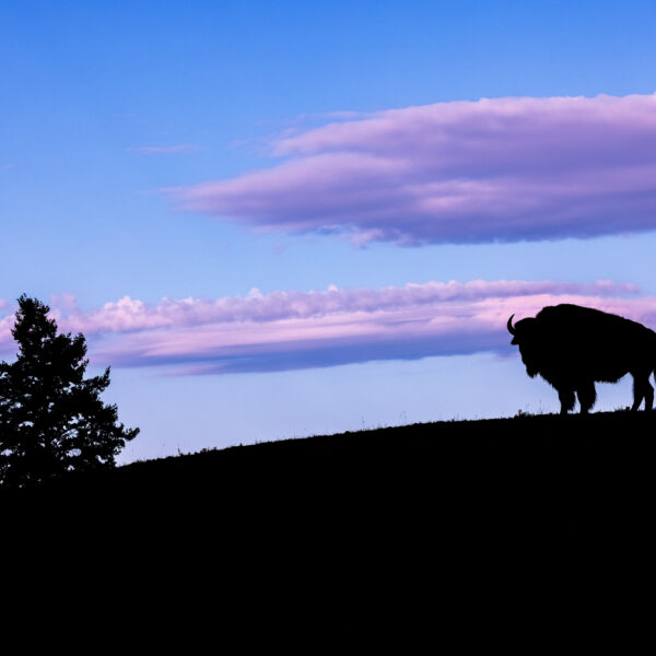 Bison Silhouette