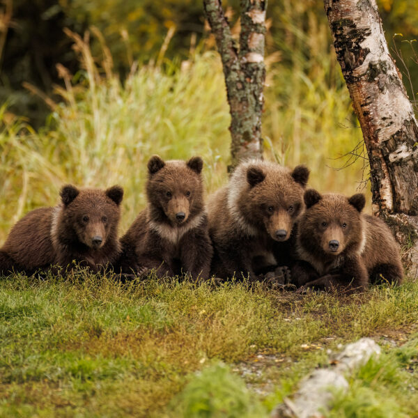 Alaskan Quadruplets