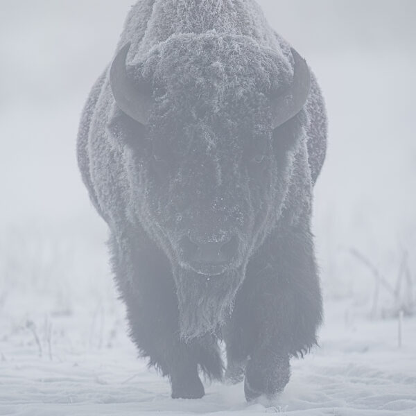 Bison in the Mist