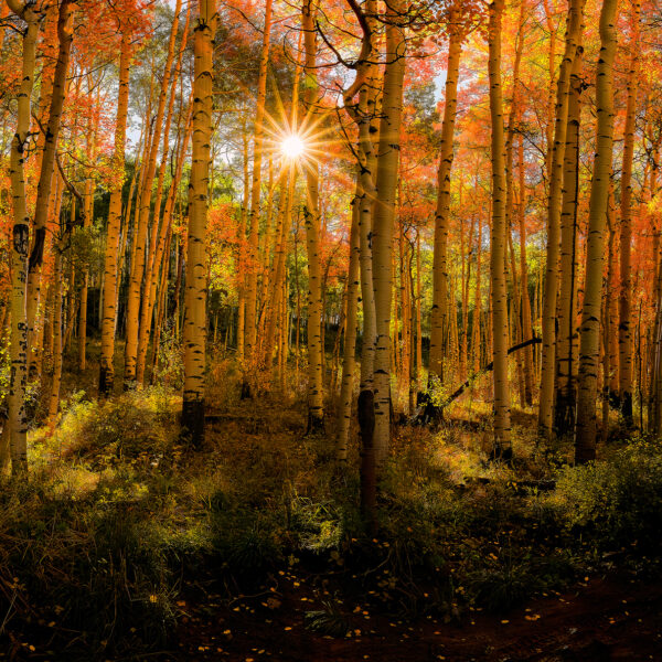 Sunrise in the Aspen Forest