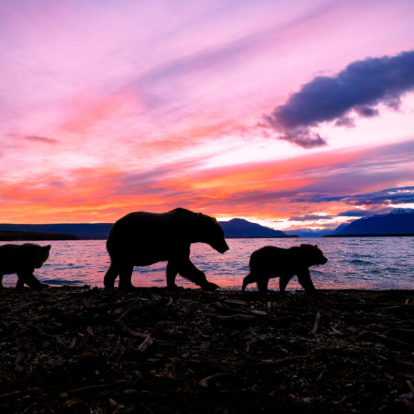 Sunrise Stroll
