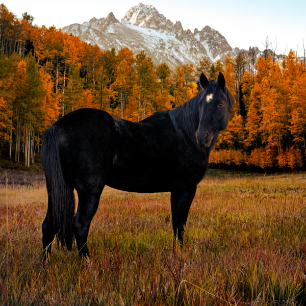 Black Beauty