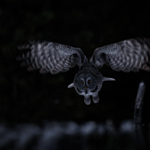 Night Flight