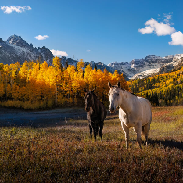 The Mountain Horses