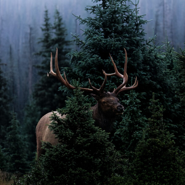 The Woodsman