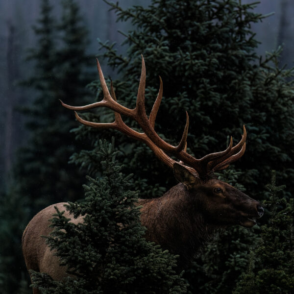Profile of a Woodsman