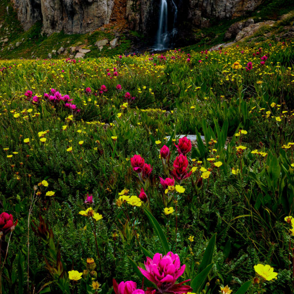 Porphyry Basin Wildflowers