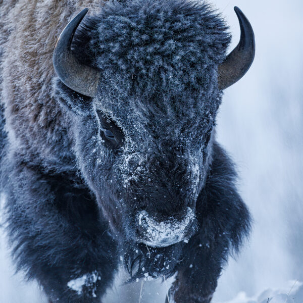 Winter Warrior ~ Bison