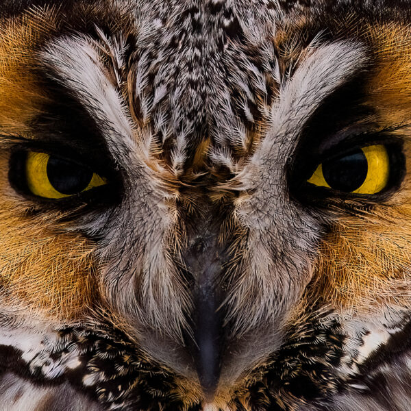 Owl Eyes