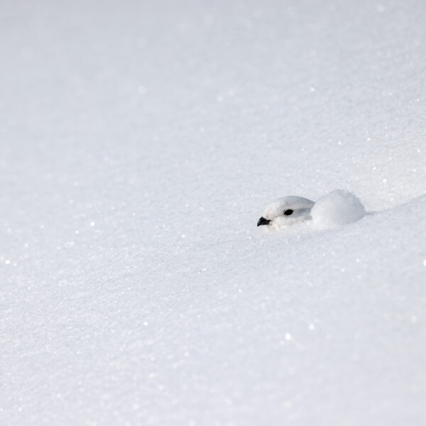 Ptarmigan Peeking